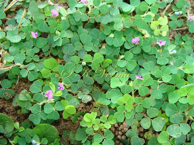  Plants